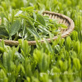 Good Quality Green Tea Tianfu dragon bud tea